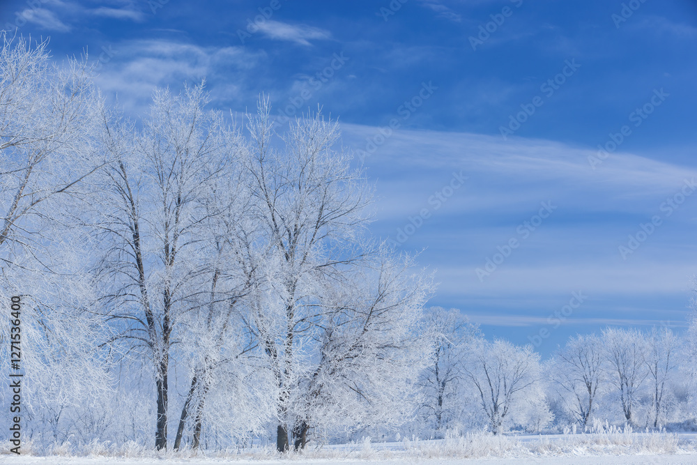 Winter, frosted trees at sunrise in a rural landscape, Michigan, USA Winter, frosted trees at sunrise in a rural landscape, Michigan, USA