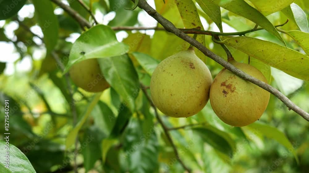 Nutmeg fruit hanging on a tree branch with green leaves, swaying slowly in the wind. And an ant is walking on leaf. Nutmeg fruit is useful as a cooking spice and also for health and medicine. Nutmeg fruit hanging on a tree branch with green leaves, swaying slowly in the wind. And an ant is walking on leaf. Nutmeg fruit is useful as a cooking spice and also for health and medicine.