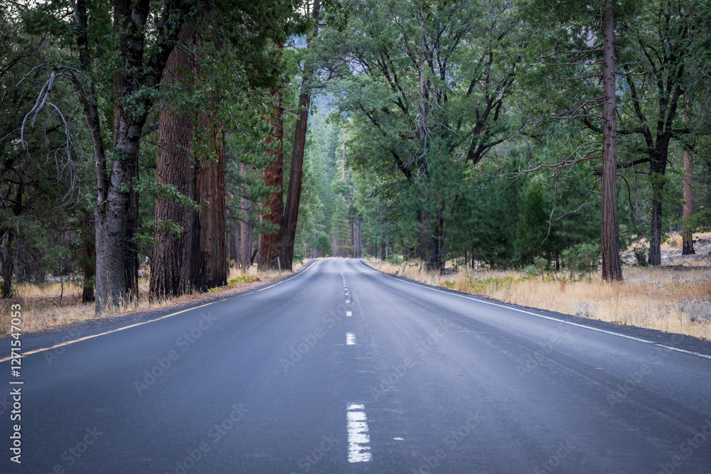 A clear, straight road, leading through a pine forest. The open road. A clear, straight road, leading through a pine forest. The open road.