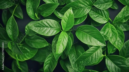 Dark Green Lush Leaves Background Texture