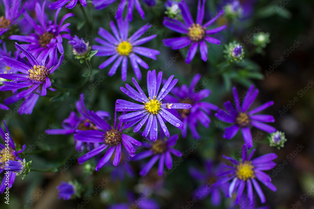 Aster amellus flowers - aster with dark purple blossoms - soft focus