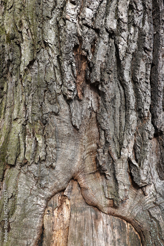 Close-up of a ill oak tree trunk with sore bark photo