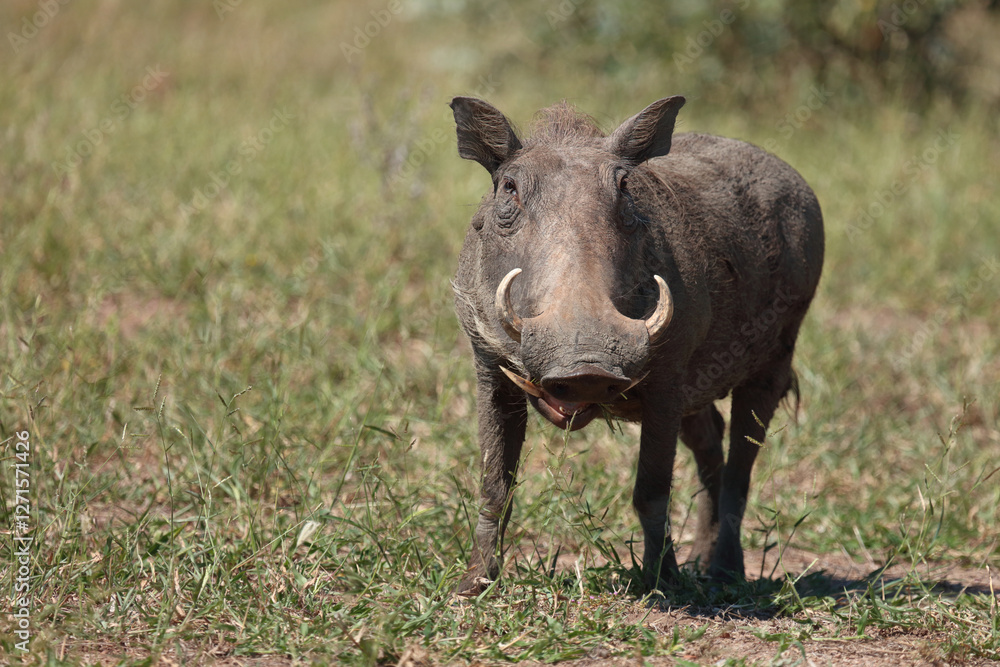 Warzenschwein / Warthog / Phacochoerus africanus.. Warzenschwein / Warthog / Phacochoerus africanus..