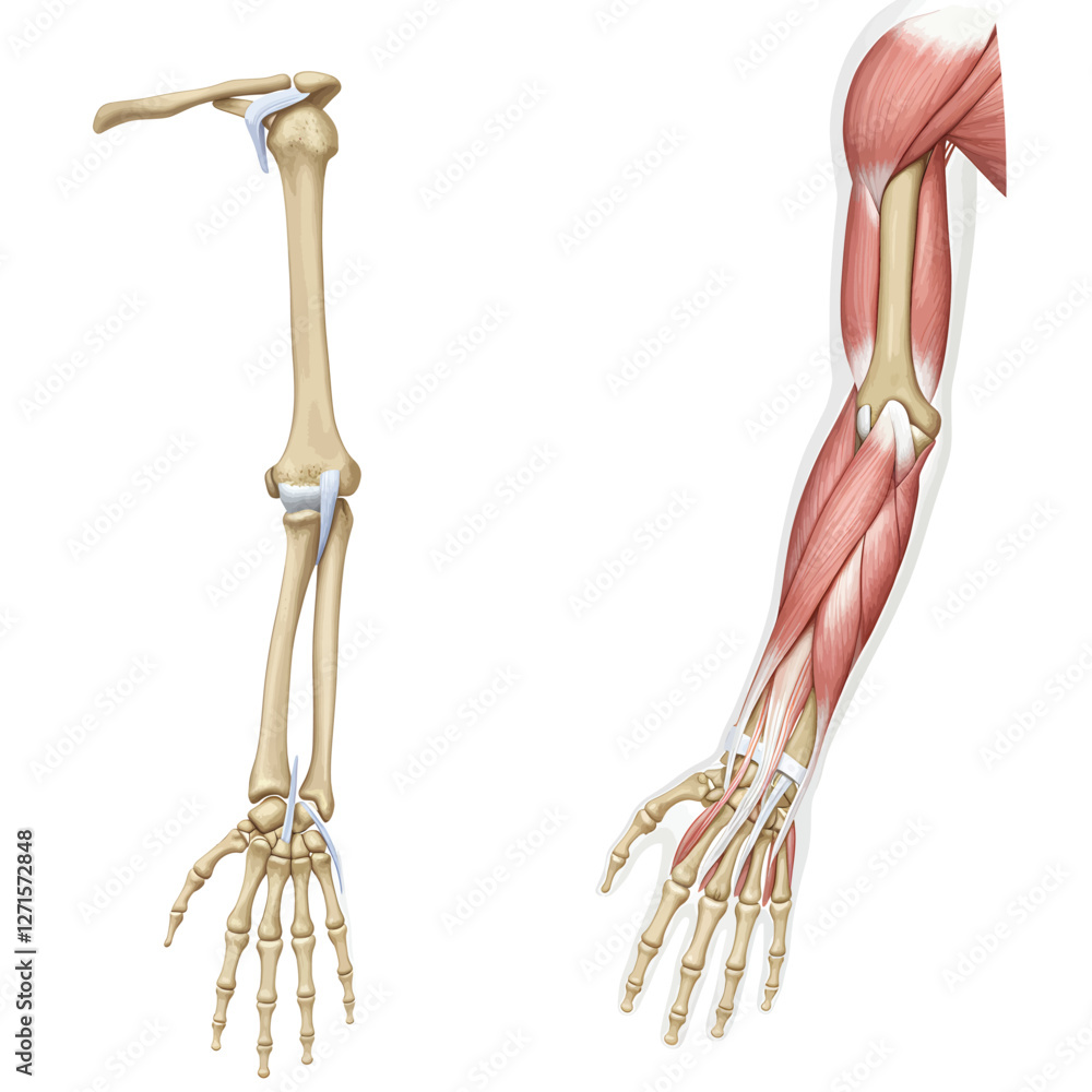 Anatomy and arthritis model Anatomy and arthritis model