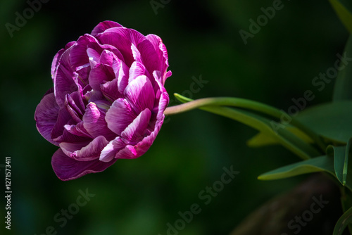 Wallpaper Mural Close-up of a Tulip Torontodigital.ca