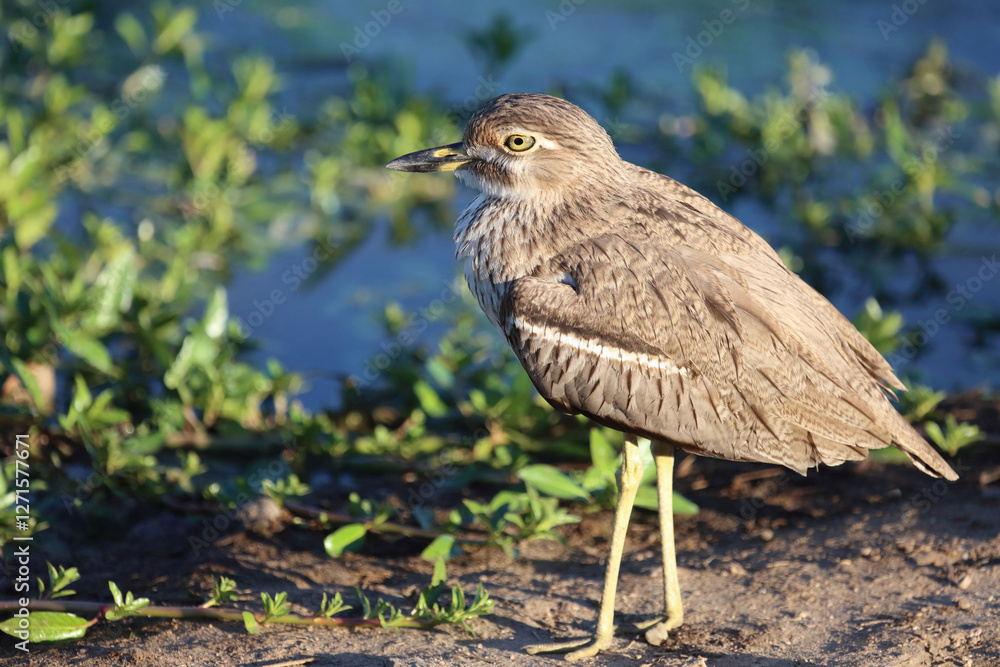 Wassertriel / Water thick-knee / Burhinus vermiculatus. Wassertriel / Water thick-knee / Burhinus vermiculatus.