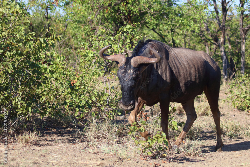 Streifengnu / Blue wildebeest / Connochaetes taurinus