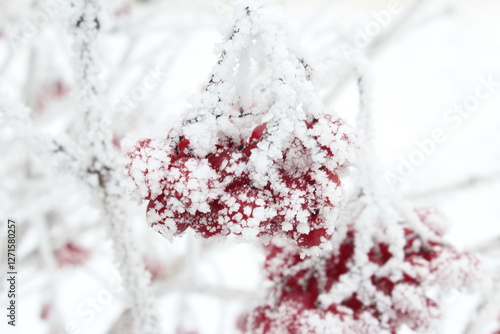 Wallpaper Mural  beautiful red viburnum growing on a tree and sprinkled with snow Torontodigital.ca