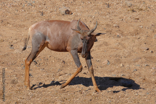 Leierantilope oder Halbmondantilope / Common tsessebe / Damaliscus lunatus photo