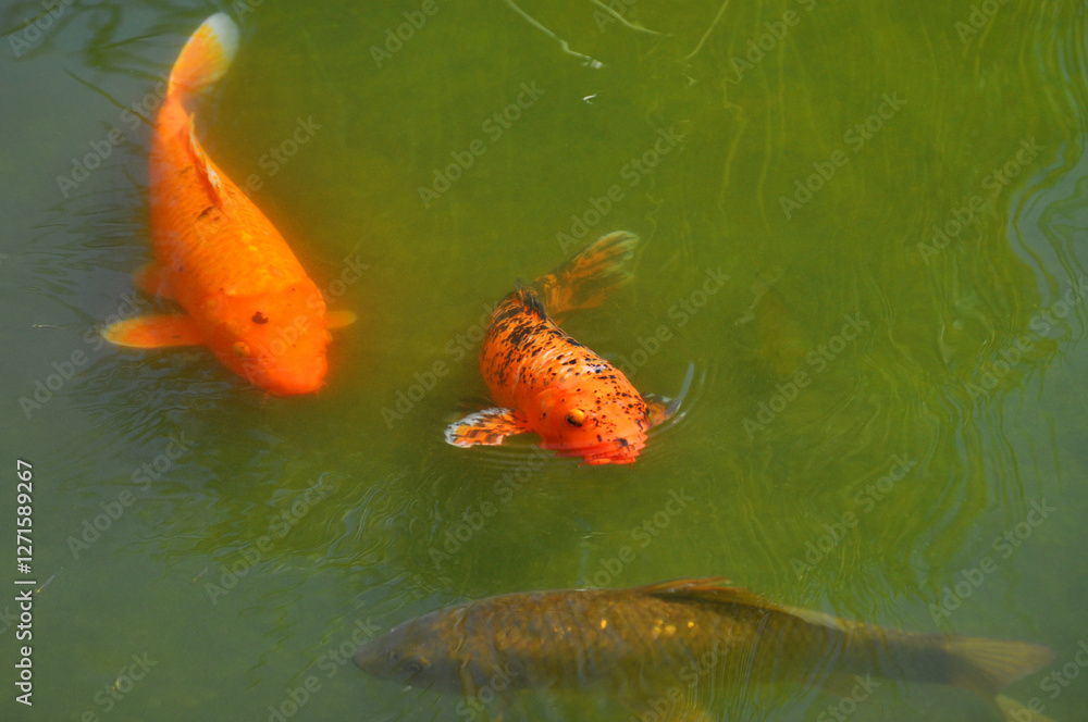 Three carp fish swimming in the lake Three carp fish swimming in the lake