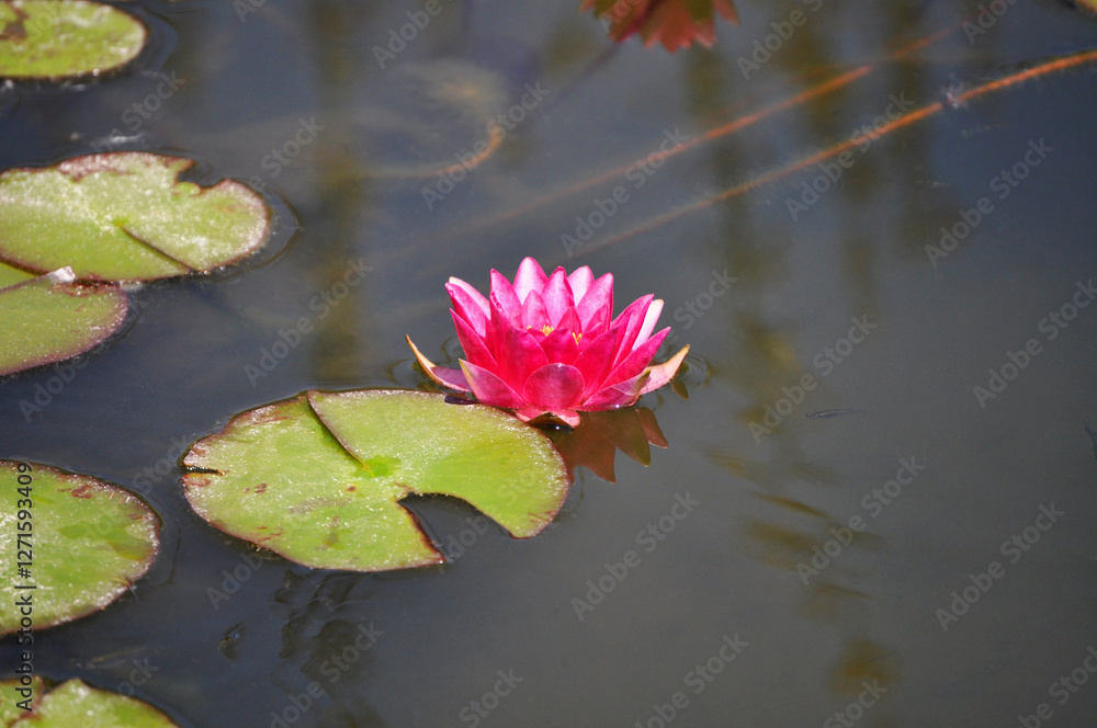 Beautiful little pink lotus flower Beautiful little pink lotus flower