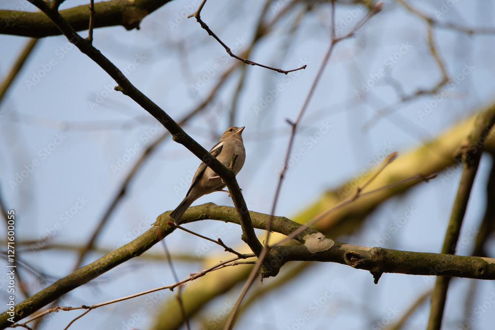 Kleiner brauner Singvogel auf einem noch kahlen Ast eines Baumes im Frühling