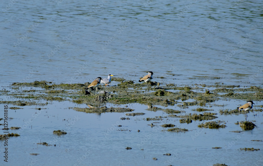 River lapwings and a yellow-billed tern in a waterbody at Kaziranga National Park in Assam, India River lapwings and a yellow-billed tern in a waterbody at Kaziranga National Park in Assam, India