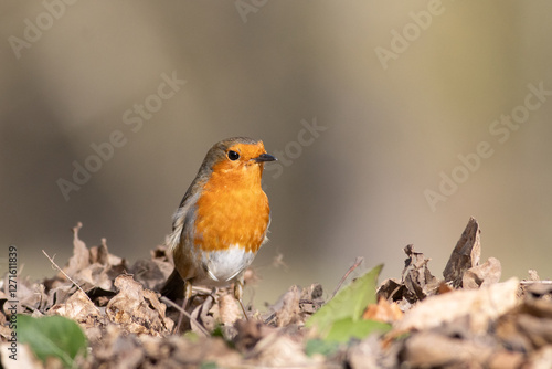 Robin amongst the leaves