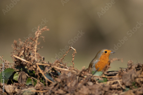 robin on the ground