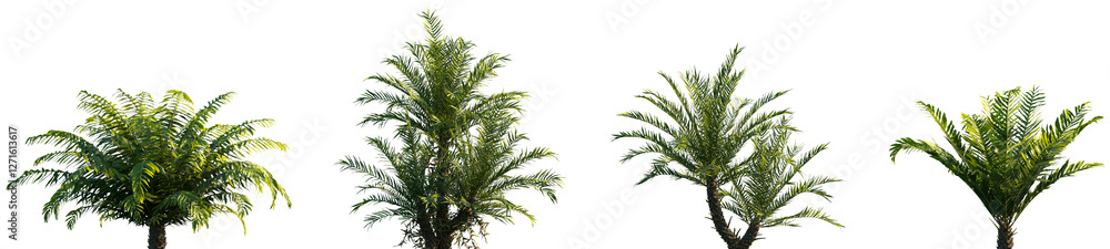 Set of Blechnum gibbum (Oceaniopteris gibba, the miniature tree fern) frontal isolated png on a transparent background perfectly cutout high resolution Set of Blechnum gibbum (Oceaniopteris gibba, the miniature tree fern) frontal isolated png on a transparent background perfectly cutout high resolution