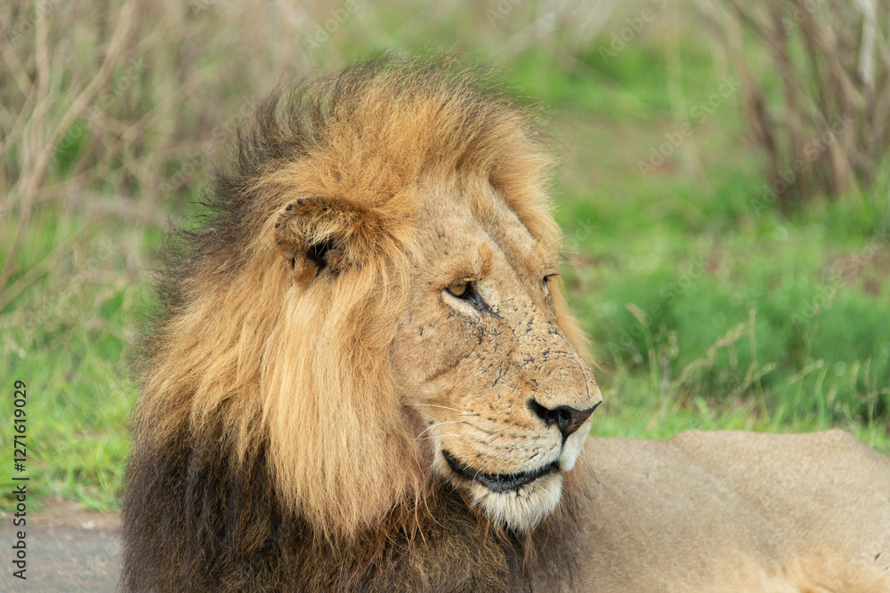 Lion, Panthera leo, Parc national Kruger, Afrique du Sud Lion, Panthera leo, Parc national Kruger, Afrique du Sud