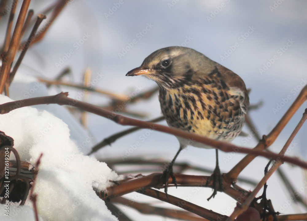 sitting on a tree branch in winter in the garden. High quality photos sitting on a tree branch in winter in the garden. High quality photos