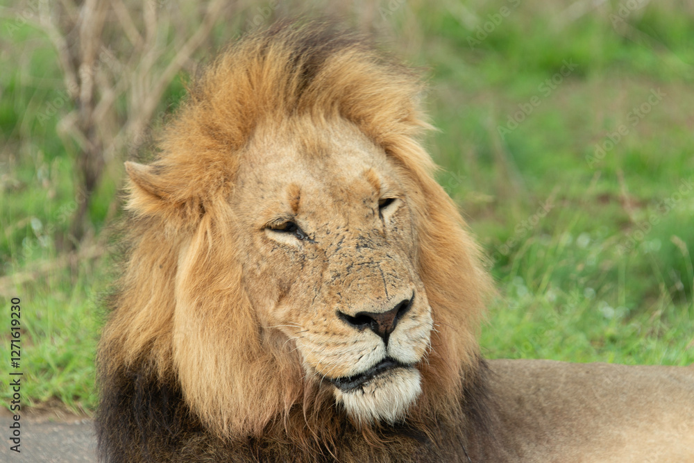 Obraz premium Lion, Panthera leo, Parc national Kruger, Afrique du Sud
