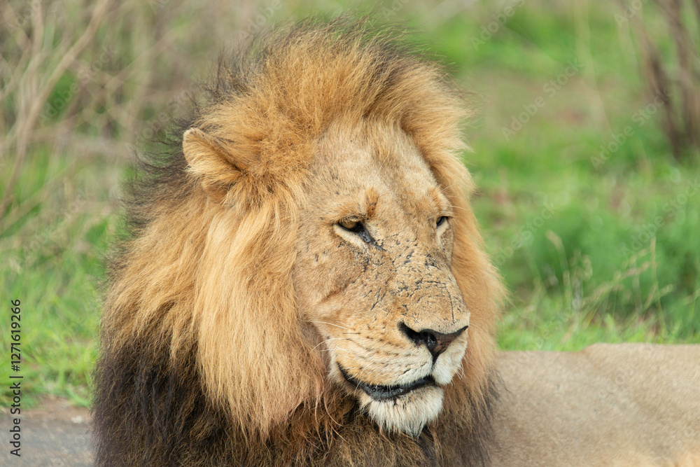 Lion, Panthera leo, Parc national Kruger, Afrique du Sud Lion, Panthera leo, Parc national Kruger, Afrique du Sud