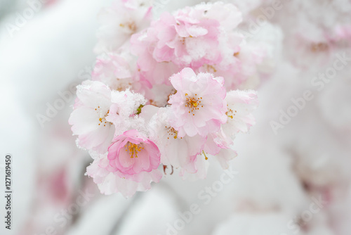 Wintereinbruch im Frühling, authentische, schneebedeckte Blüten der rosa Zierkirsche