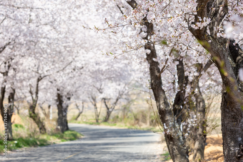 a beautiful spring scene with cherry blossoms in full bloom a beautiful spring scene with cherry blossoms in full bloom