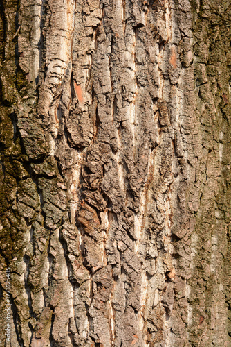 Candadian poplar bark detail photo