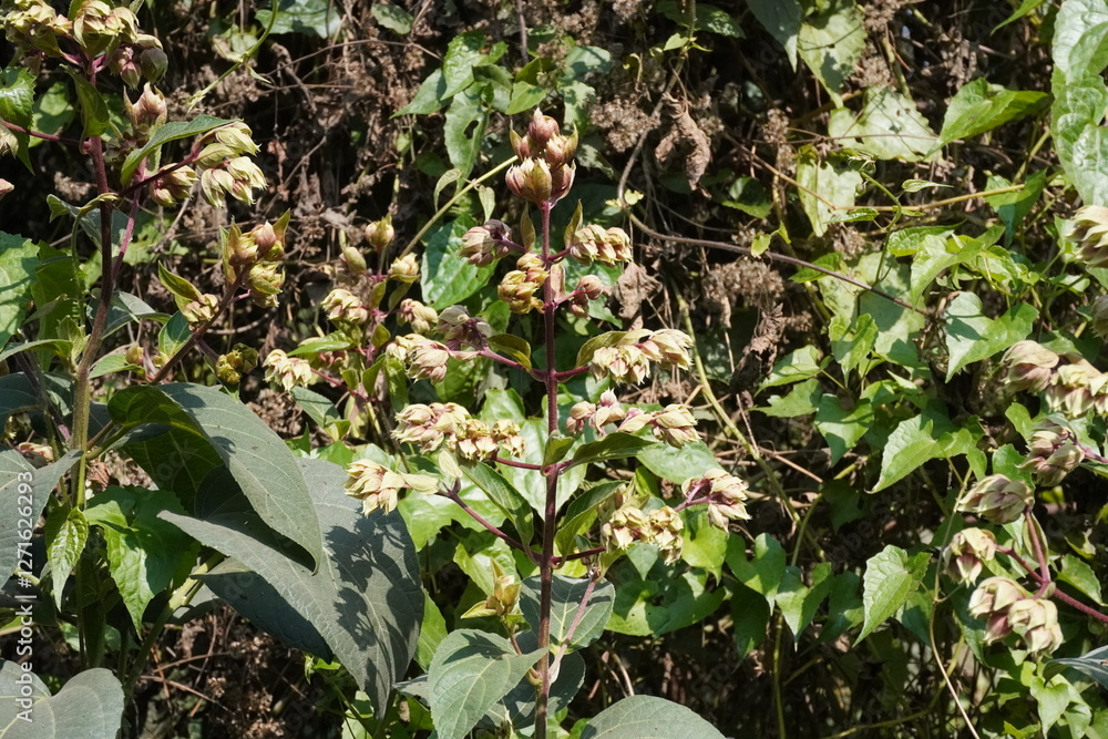 Lagerstroemia parviflora, also known as Sidha which is a tree species belonging to the Lythraceae family Lagerstroemia parviflora, also known as Sidha which is a tree species belonging to the Lythraceae family