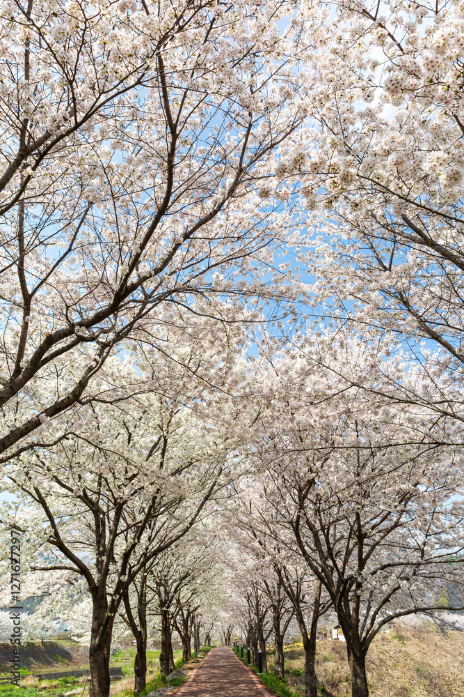 a beautiful spring scene with cherry blossoms in full bloom
