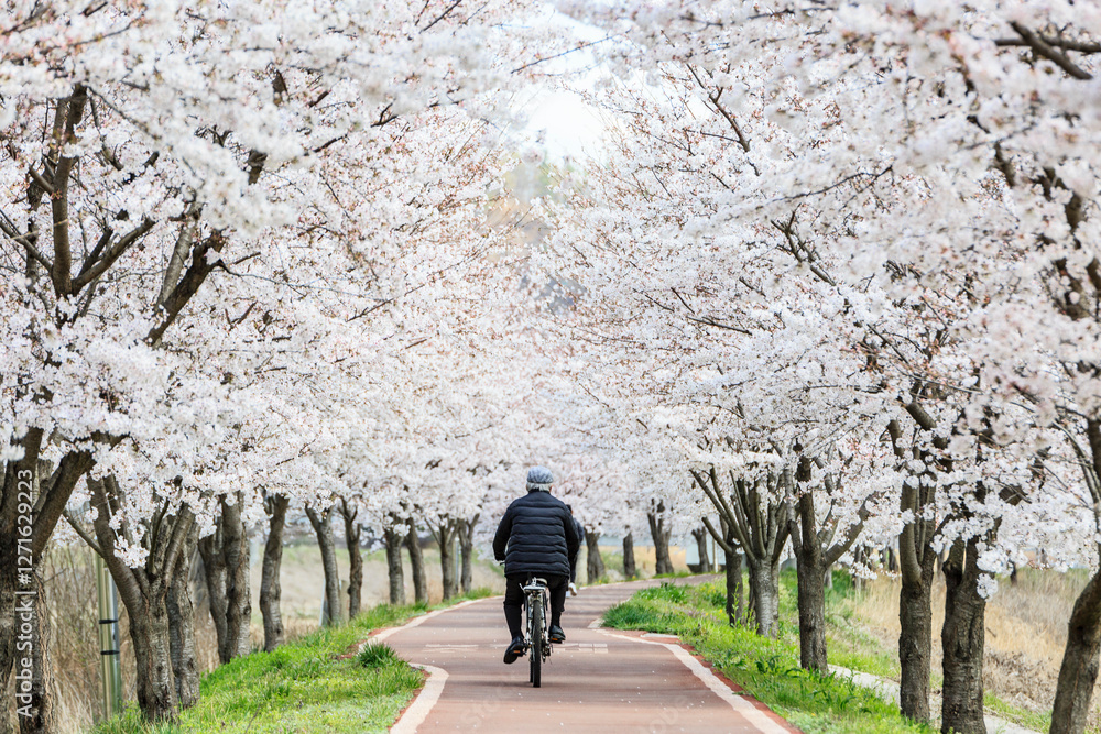 a beautiful spring scene with cherry blossoms in full bloom a beautiful spring scene with cherry blossoms in full bloom