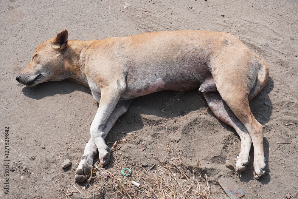 The stray dog is sleeping on the open road The stray dog is sleeping on the open road