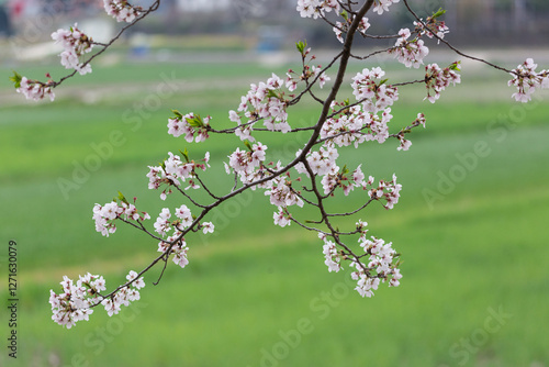 a beautiful spring scene with cherry blossoms in full bloom