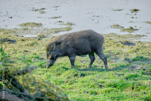 Indian boar at Kaziranga National Park in Assam, India