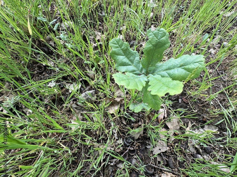 Obraz premium Quercus infectoria or oak sapling leaves. Quercus infectoria or the Aleppo oak is a species of oak well known for producing galls that have been traditionally used for centuries in Asia.