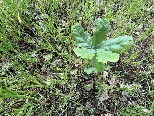 Quercus infectoria or oak sapling leaves. Quercus infectoria or the Aleppo oak is a species of oak well known for producing galls that have been traditionally used for centuries in Asia. photo