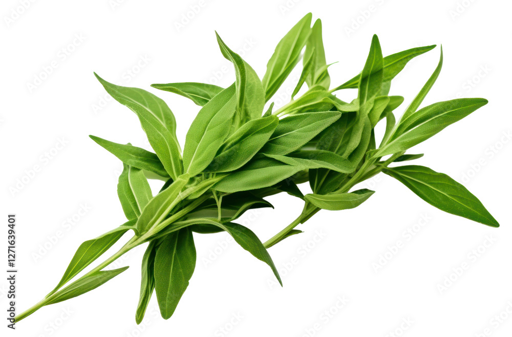 PNG Tarragon leaves vegetable plant herbs. PNG Tarragon leaves vegetable plant herbs.