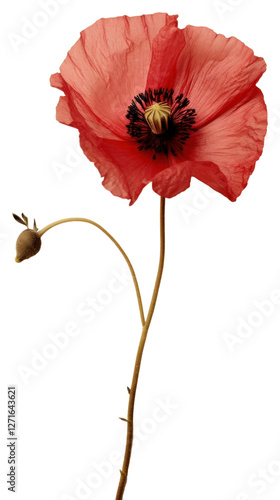 PNG Real Pressed poppy flower plant red. photo