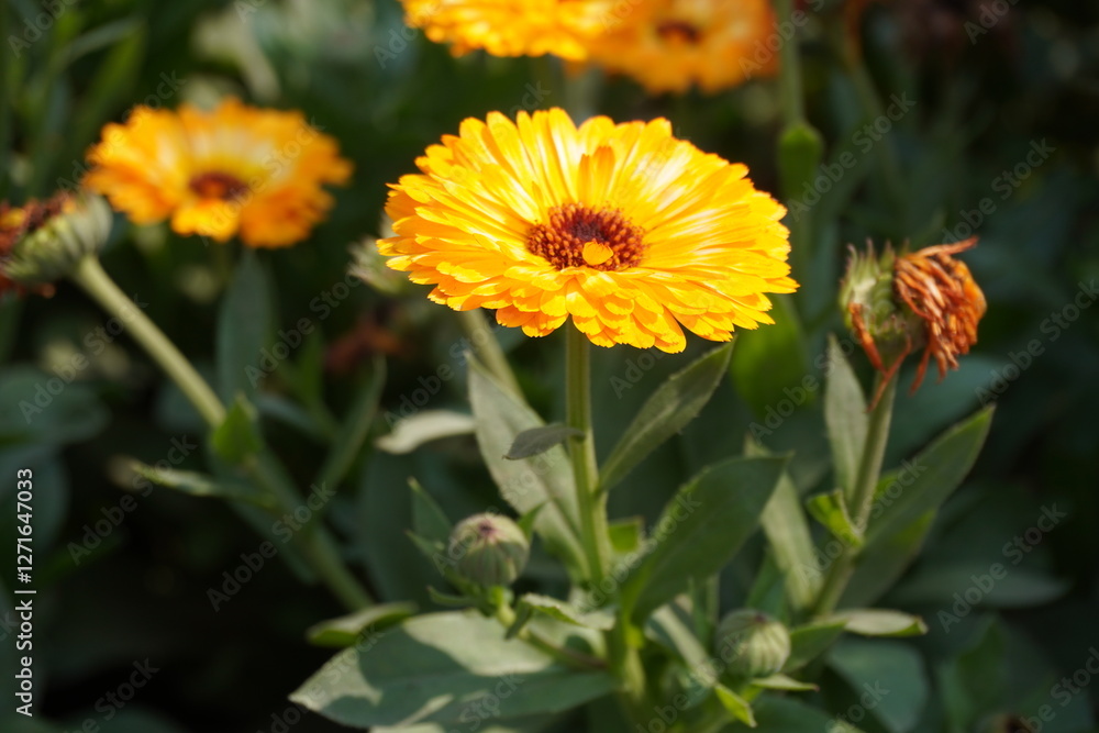 Yellow Calendula officinalis flower in close up with a blurry background Yellow Calendula officinalis flower in close up with a blurry background