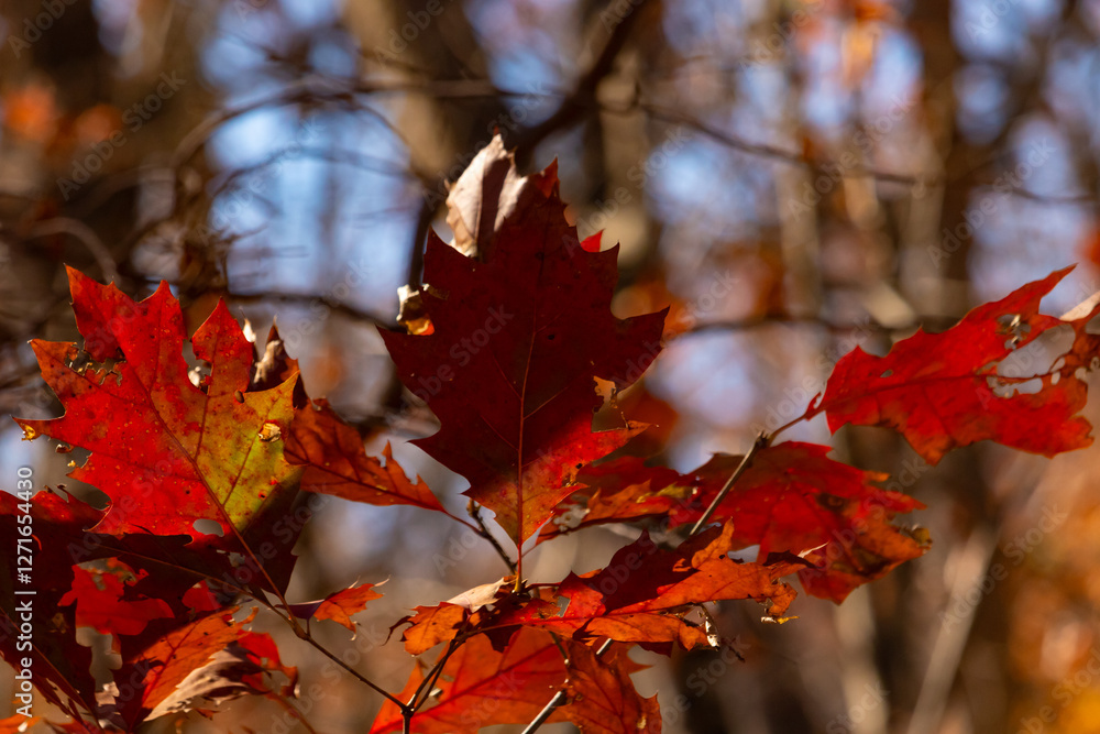The beautiful fiery red leaves in this image standing out from the background. The Autumn season is in full swing and the Fall foliage is all around. The changing of the seasons happening. The beautiful fiery red leaves in this image standing out from the background. The Autumn season is in full swing and the Fall foliage is all around. The changing of the seasons happening.