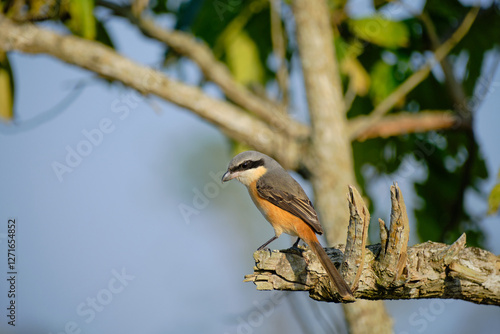 Grey-backed shrike