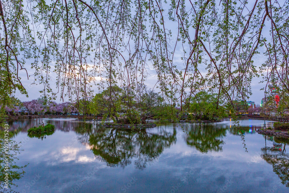 Obraz premium Spring scenery of Yeonji pond in Changnyeong-gun, Gyeongsangnam-do, Korea with cherry blossoms in full bloom