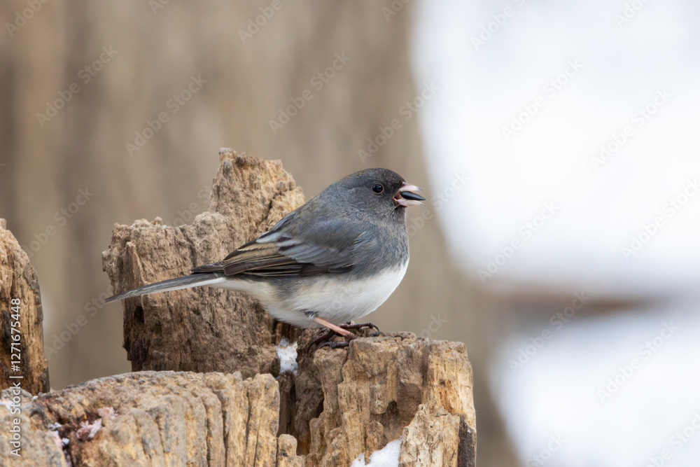 Fototapeta premium Dark-eyed Junco with Sunflower Seed