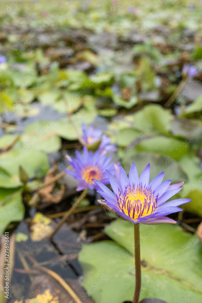 Violet yellow-middle nymphaea lotus with leaves, it is beautiful flower that Buddhist take to give monk with the faith, Thai people call DOK BUA. Violet yellow-middle nymphaea lotus with leaves, it is beautiful flower that Buddhist take to give monk with the faith, Thai people call DOK BUA.