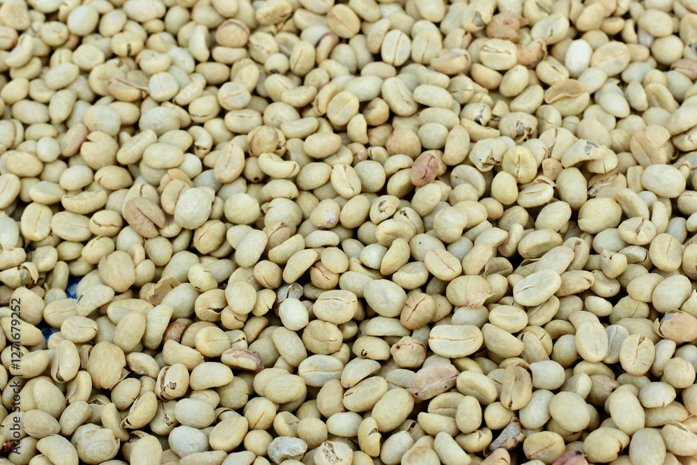 Parchment Coffee Beans are Being Dried in the Sun, Wet Process Coffee. Parchment Coffee Beans are Being Dried in the Sun, Wet Process Coffee.