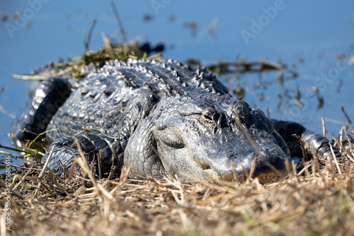 alligator in the swamp