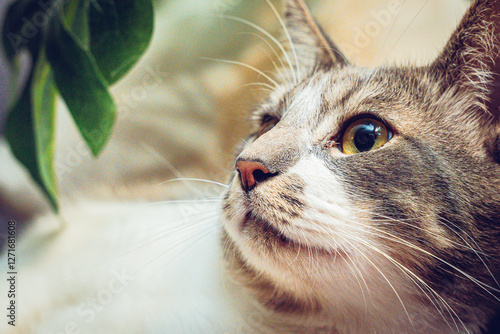 Gatitos en sus mejores angulos 