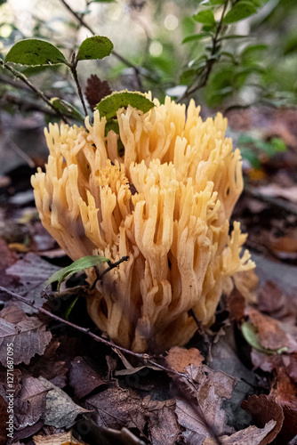 Ramaria patagonica