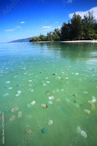 Rhizostome Jellyfish (Catostylus townsendi) is a species of jellyfish in the family Catostylidae. The species can be found off the coast of Thailand. photo