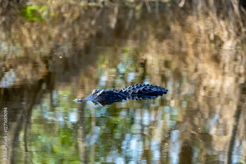 alligator swimming 