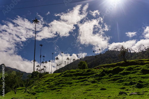 Quindio Wax Palm,  Ceroxylon quindiuense trees at  Cocora Valley, Salento ,Colombia  photo